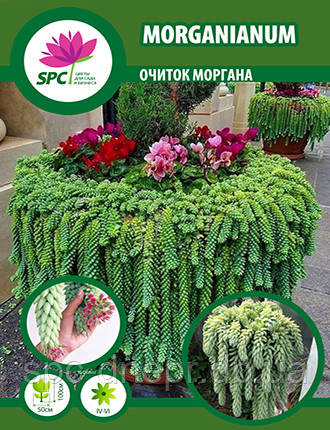Очиток Моргана, фото 1