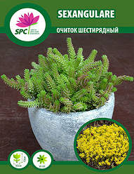 Очиток шестирядний