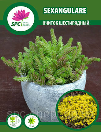 Очиток шестирядний, фото 1