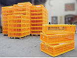 Ящик Piedmont Coop для перевезення птахів двох-дверний 970х580х270мм, фото 8