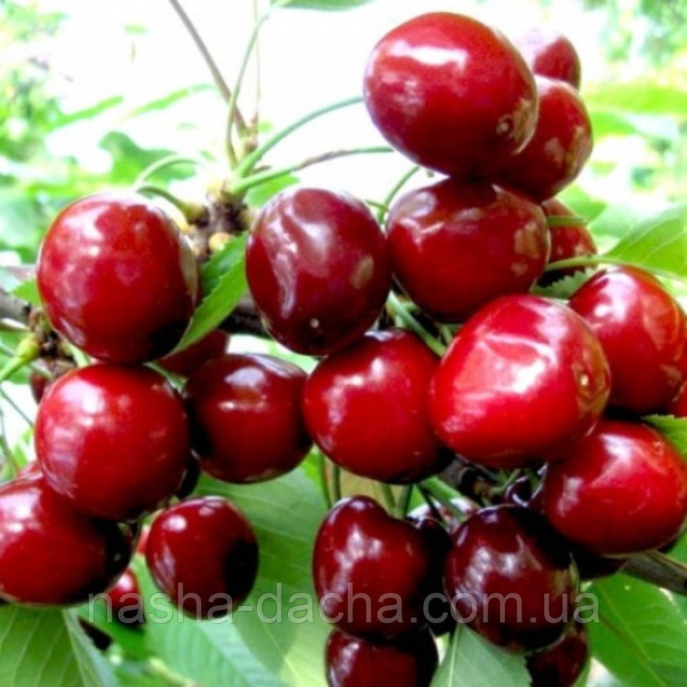 Черешня Зодіак (середньостигла)