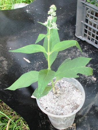 Будлея Вейєра Санголд (Sungold). У контейнерах 0.5 л., фото 1