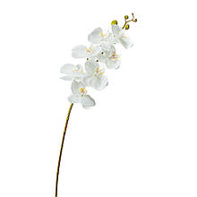 Орхідея фаленопсис, біла