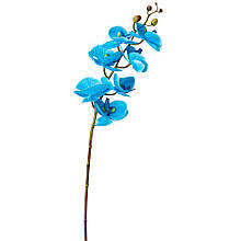 Орхідея фаленопсис, блакитна