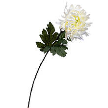 Хризантема біла 82 см
