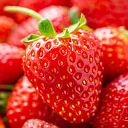 Розсада полуниці Корі - рання, крупноплідна, солодка, фото 2