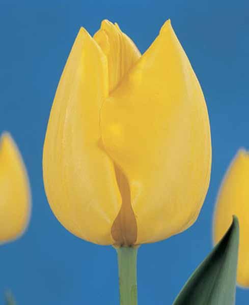 Луковицы тюльпанов триумф Kikomachi светло-желтый 10/11 - фото 1 - id-p1451547581