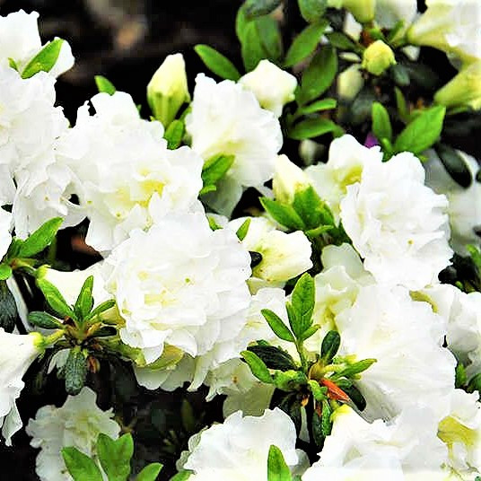 Рододендрон японський (азалія) Шнееперле - Azalea japonica Schneeperle Р9