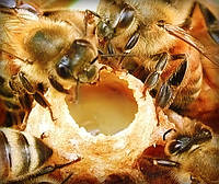 Корисні і лікувальні властивості маточного молочка