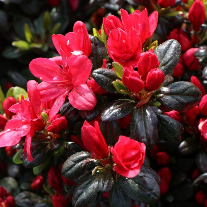 Рододендрон японський (азалія) Марушка - Azalea japonica Maruschka Р9