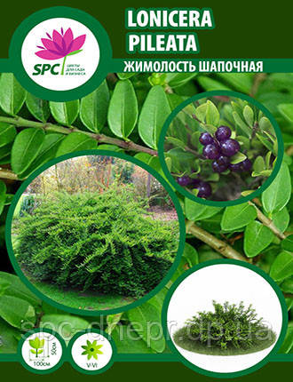 Жимолость шапкова, фото 1