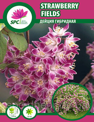 Дейция Strawberry Fields