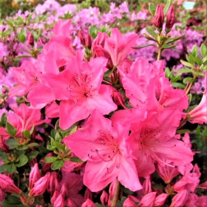 Рододендрон японський (азалія) Катя – Rhododendron Obtusum Katja Р9