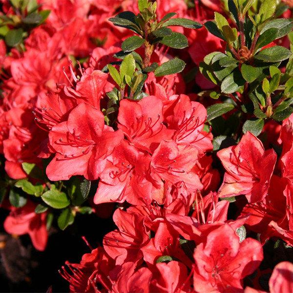 Рододендрон японський (азалія) Галатея (Rhododendron japonica Galathea) Р9