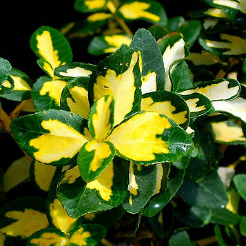 Саджанці Бересклет Форчуна Санспот (Еиопумиѕ fortunei Sunspot)