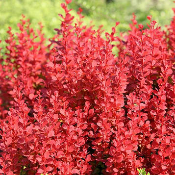 Саджанці Барбарису Тунберга Флоренція (Berberis thunbergii Florenc)