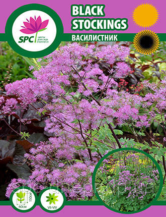 Василистник Black Stockings