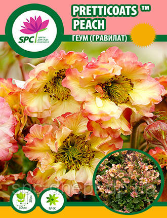 Геум(гравілат) Pretticoats Peach, фото 1