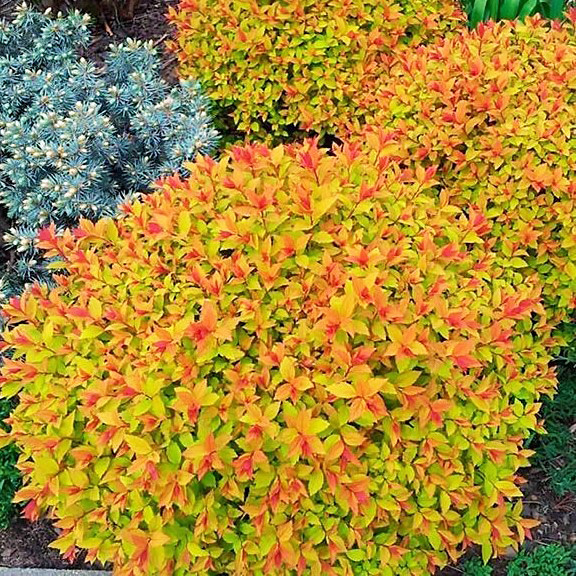 Саджанці Спіреї японська Файерлайт (Spiraea japonica Firelight) Р9, фото 1