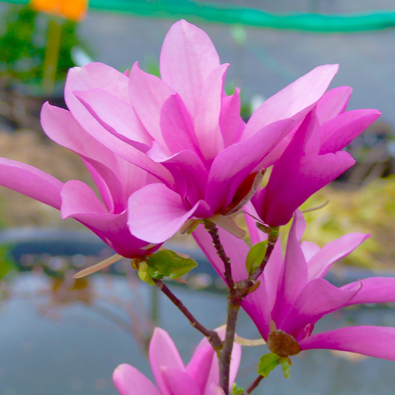 Саджанці Магнолії гібридної Бетті (Magnolia hibrida Bettу) Р9, фото 1