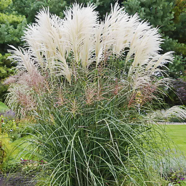 Саджанці Міскантуса китайського Голіаф (Miscanthus sinensis Goliath), фото 1