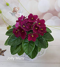 Фіалка Jolly Mars стартер