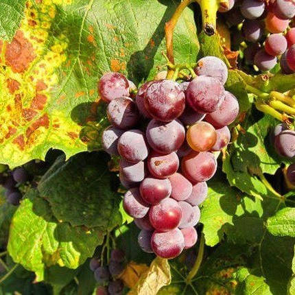 Поради щодо посадки