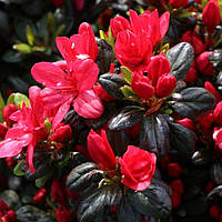 Рододендрон японський (азалія) Марушка - Azalea japonica Maruschka