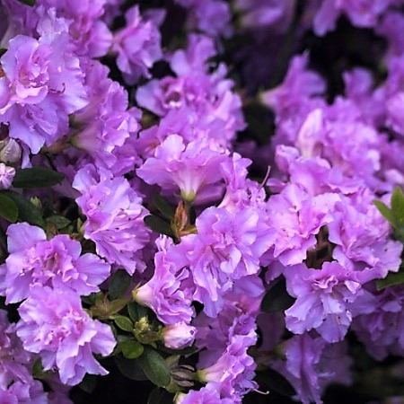 Рододендрон щільний (азалія) Блу Тіт (Rhododendron impeditum Blue Tit)