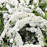 Саджанці Спіреї сірої Грефшейм (Spiraea cinerea Grefsheim) Р9