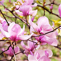 Саджанці Магнолії Джордж Генрі Керн (Magnolia George Henry Kern)