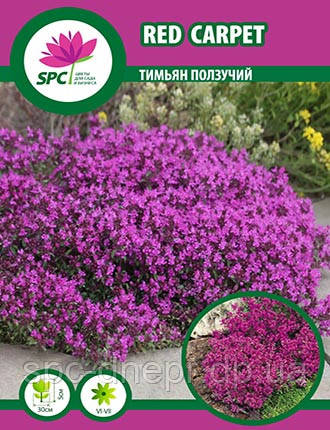 Чербрець повзучий Red Carpet, фото 1