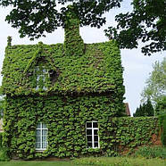 Саджанці Винограду Вічі, щепленого (Parthenocissus tricuspidata Veitchii), фото 5