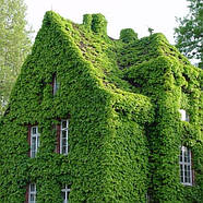 Саджанці Винограду Вічі, щепленого (Parthenocissus tricuspidata Veitchii), фото 6