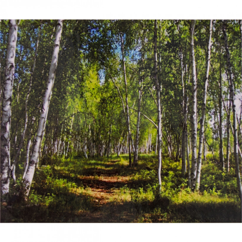 Алмазна мозаїка 40х50 см DIY Березова долина Ігор Прищепа (SL 75180)