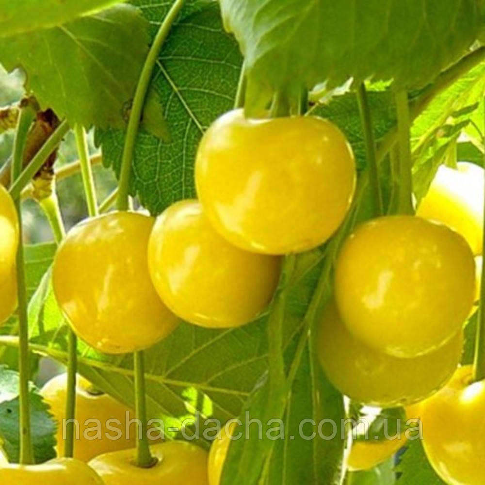 Черешня Жовточок (рання)