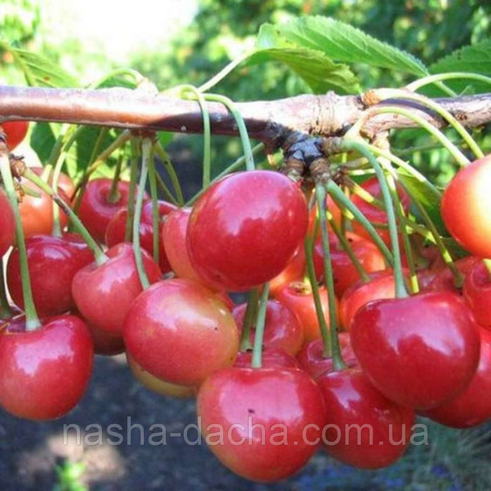 Черешня Амазонка (середньостигла)