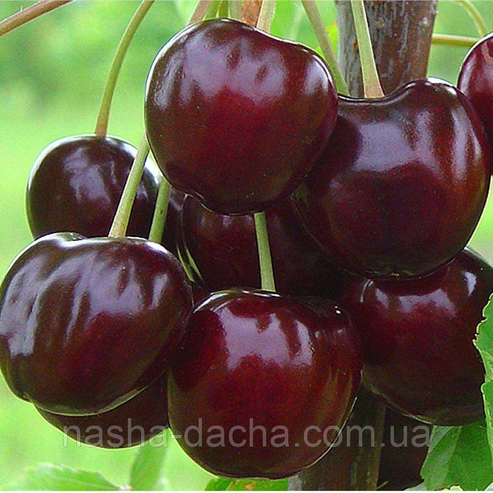 Черешня Регіна (пізня)