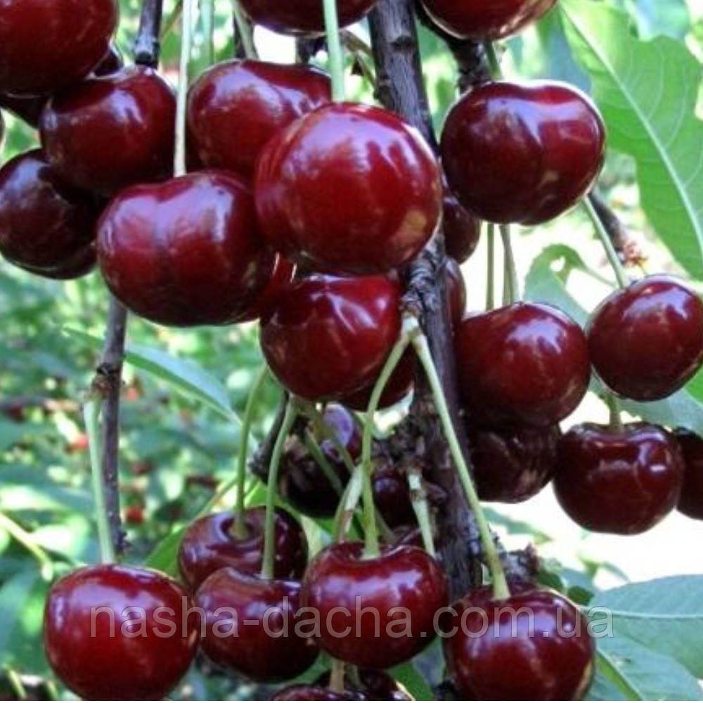Черешня Престижна (Успіх) (середньостигла)