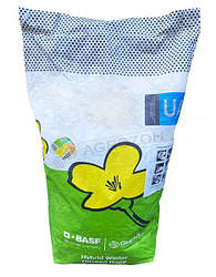 Озимий ріпак INV 1177 CL BASF - п.о.