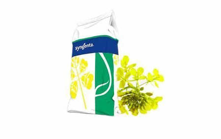 Озимий ріпак Торес Syngenta, фото 3
