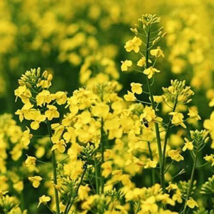 Озимий ріпак Даріо DSV - п.о., фото 2