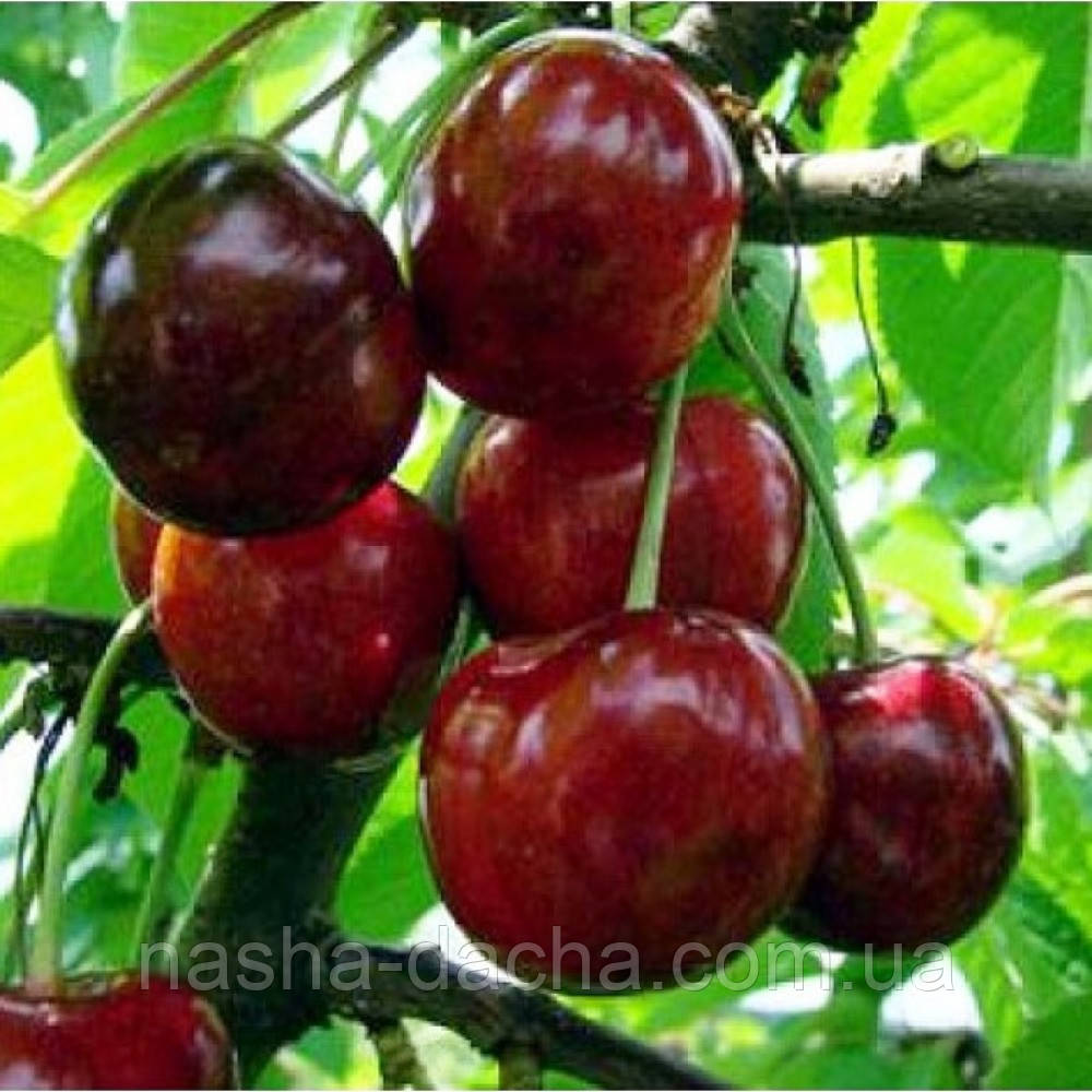 Черешня Василиса (середньостигла)