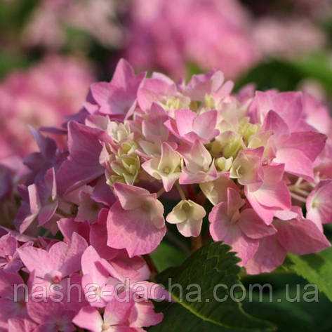 Гортензія крупнолистова Ендлес Саммер Пінк Endless Summer Pink 5 (горшик 0,5л), фото 1