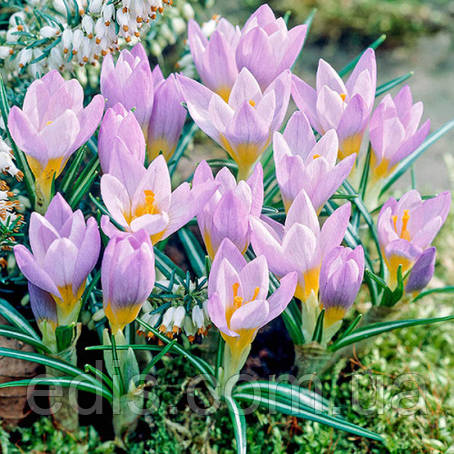 Крокус Ботанічний Firefly (ФаерФлай) 5 цибулин, фото 1