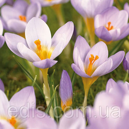 Крокус Ботанічний Firefly (ФаерФлай) 5 цибулин, фото 2
