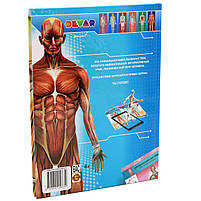 Книга для розвитку дитини Devar «Енциклопедія 4D Анатомія в доповненої реальності», фото 5