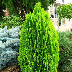 Туя східна Ауреа Нана (Aurea Nana), ЗКС в горщиках 1.0 л