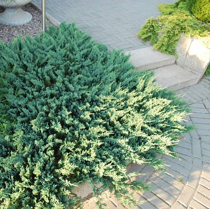 Ялівець ґрунтопокривний Блу Форест (Blue Forest), ЗКС у горщиках 1.5 л, фото 1