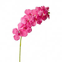 Орхидея онцидиум, розовая